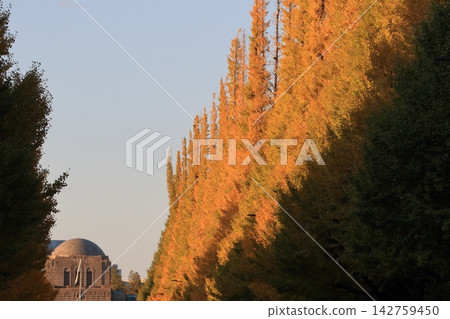 Ginkgo trees lined in yellow at Jingu Gaien Ginkgo trees lined in yellow at Jingu Gaien 142759450