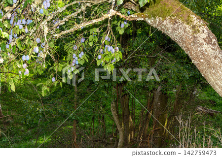 Organic plum orchard in the Central Eastern Alps, Carinthia, Austria. Organic plum orchard in the Central Eastern Alps, Carinthia, Austria. 142759473