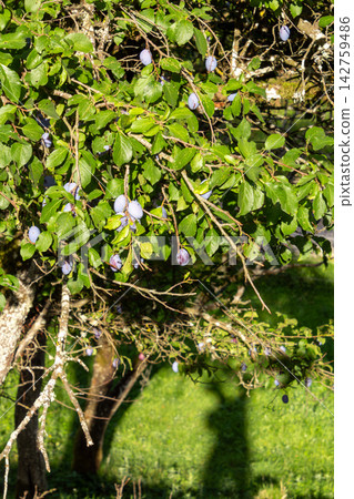 Organic plum orchard in the Central Eastern Alps, Carinthia, Austria. Organic plum orchard in the Central Eastern Alps, Carinthia, Austria. 142759486