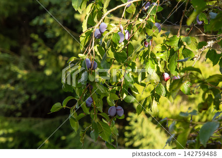 Organic plum orchard in the Central Eastern Alps, Carinthia, Austria. Organic plum orchard in the Central Eastern Alps, Carinthia, Austria. 142759488