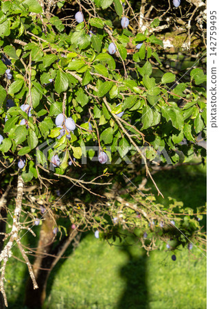Organic plum orchard in the Central Eastern Alps, Carinthia, Austria. Organic plum orchard in the Central Eastern Alps, Carinthia, Austria. 142759495