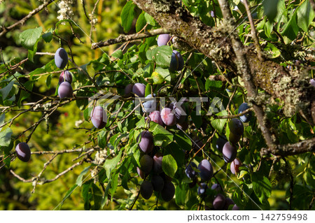 Organic plum orchard in the Central Eastern Alps, Carinthia, Austria. Organic plum orchard in the Central Eastern Alps, Carinthia, Austria. 142759498