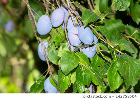 Organic plum orchard in the Central Eastern Alps, Carinthia, Austria. Organic plum orchard in the Central Eastern Alps, Carinthia, Austria. 142759504