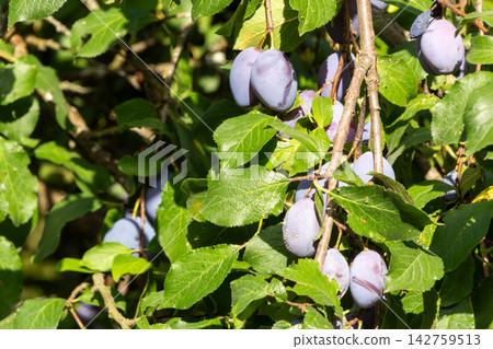 Organic plum orchard in the Central Eastern Alps, Carinthia, Austria. Organic plum orchard in the Central Eastern Alps, Carinthia, Austria. 142759513