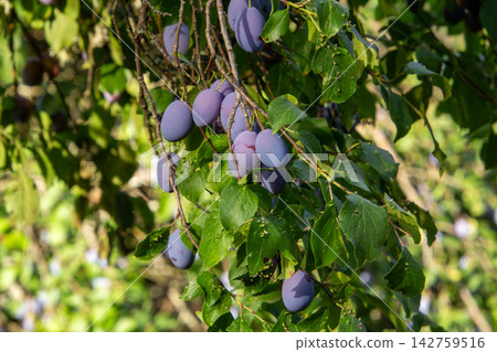 Organic plum orchard in the Central Eastern Alps, Carinthia, Austria. Organic plum orchard in the Central Eastern Alps, Carinthia, Austria. 142759516