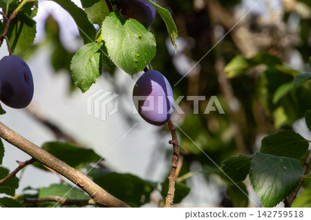 Organic plum orchard in the Central Eastern Alps, Carinthia, Austria. Organic plum orchard in the Central Eastern Alps, Carinthia, Austria. 142759518