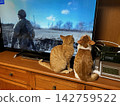 The backs of two kittens engrossed in watching TV. 142759522