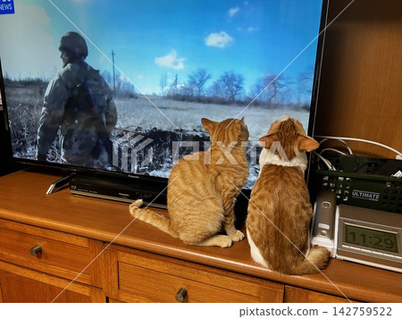 The backs of two kittens engrossed in watching TV. The backs of two kittens engrossed in watching TV. 142759522