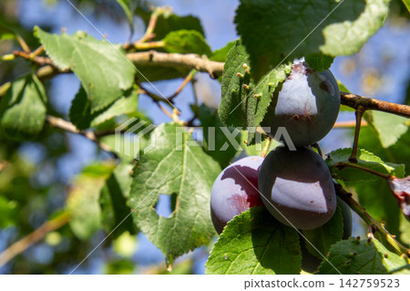 Organic plum orchard in the Central Eastern Alps, Carinthia, Austria. Organic plum orchard in the Central Eastern Alps, Carinthia, Austria. 142759523