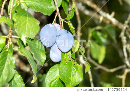 Organic plum orchard in the Central Eastern Alps, Carinthia, Austria. Organic plum orchard in the Central Eastern Alps, Carinthia, Austria. 142759524