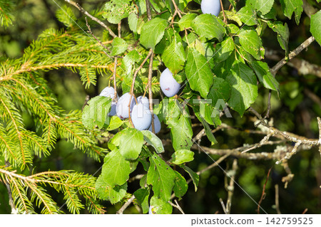 Organic plum orchard in the Central Eastern Alps, Carinthia, Austria. Organic plum orchard in the Central Eastern Alps, Carinthia, Austria. 142759525