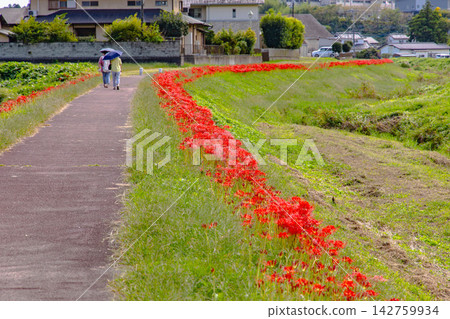 Genji River, Hitachiota City: A famous spot for spider lilies. Genji River, Hitachiota City: A famous spot for spider lilies. 142759934