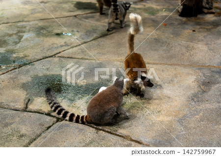 Ring-tailed lemurs walking on wet stone pavement in enclosure Ring-tailed lemurs walking on wet stone pavement in enclosure 142759967