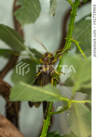 Closeup grasshopper camouflaged among green leaves on plant stem Closeup grasshopper camouflaged among green leaves on plant stem 142759968
