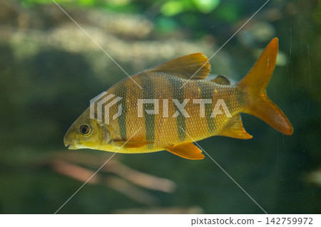Striped tiger barb fish swimming in a soft aquarium background Striped tiger barb fish swimming in a soft aquarium background 142759972