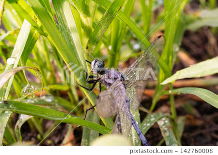 A common skimmer dragonfly perched on the grass after the rain. A common skimmer dragonfly perched on the grass after the rain. 142760008