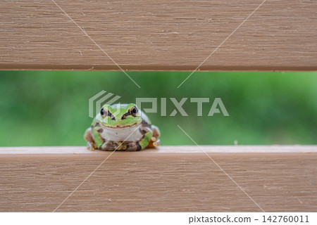 A Japanese tree frog peeking out from between the wooden benches. A Japanese tree frog peeking out from between the wooden benches. 142760011