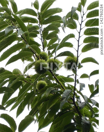 chestnuts on a chestnut tree chestnuts on a chestnut tree 142760284