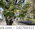 路邊的櫻花樹 142760313