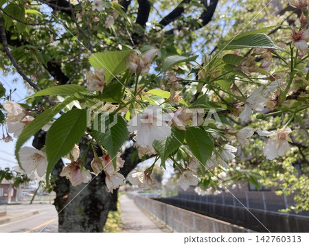 路邊的櫻花樹 路邊的櫻花樹 142760313