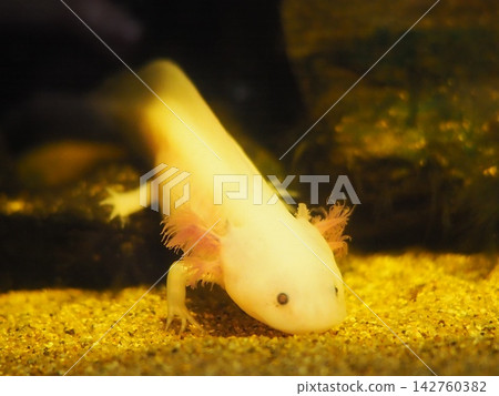 一隻墨西哥鈍口蠑螈從水族箱的黑暗中探出頭來。 142760382