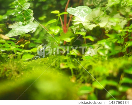 綠蛙生長在綠苔蘚上 142760384