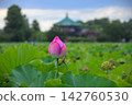 Hass flower blooming in Ueno Shinobazu Pond 142760530