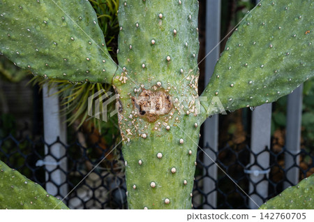 Opuntia rubescens consolea cactus having damaged from pests. Cactus Bugs leave circular, yellowish-white spots from piercing the skin. Opuntia rubescens consolea cactus having damaged from pests. Cactus Bugs leave circular, yellowish-white spots from piercing the skin. 142760705