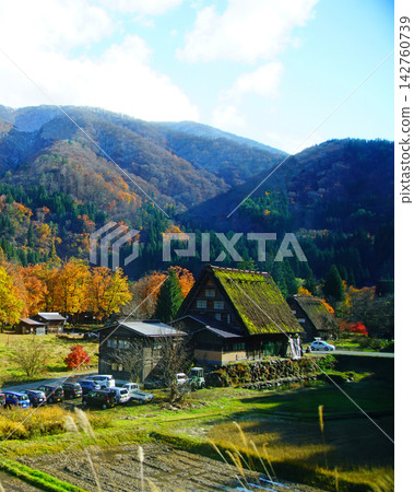 白川鄉紅葉岐阜縣 白川鄉紅葉岐阜縣 142760739
