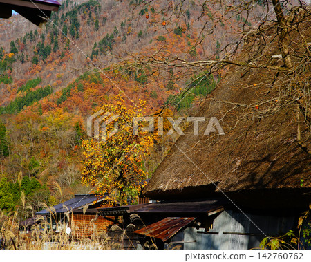 Shirakawa-go Autumn Leaves Gifu Prefecture Shirakawa-go Autumn Leaves Gifu Prefecture 142760762