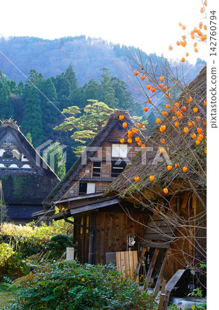 白川鄉紅葉岐阜縣 白川鄉紅葉岐阜縣 142760794