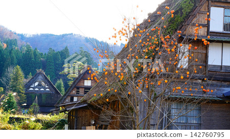 白川鄉紅葉岐阜縣 白川鄉紅葉岐阜縣 142760795