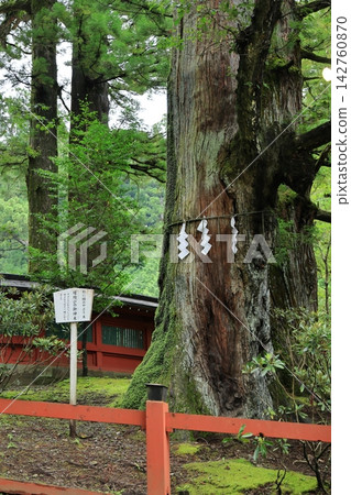 The sacred tree of Nikko Futarasan Shrine The sacred tree of Nikko Futarasan Shrine 142760870