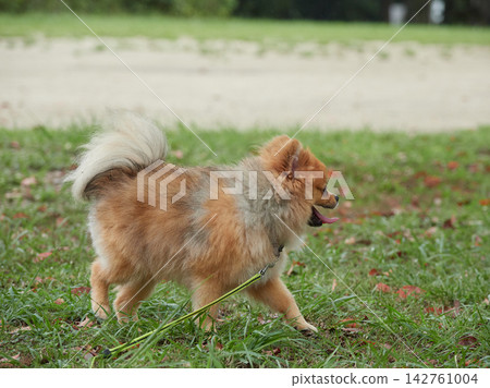 A cute Pomeranian puppy taking a walk in the park on a rainy summer day. A cute Pomeranian puppy taking a walk in the park on a rainy summer day. 142761004