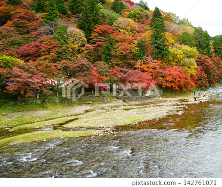 Korohiroki Autumn leaves 142761071