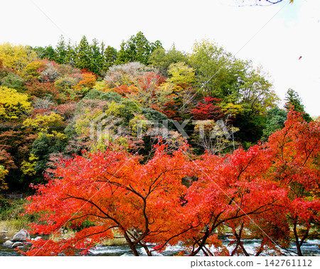 Korohiroki Autumn leaves Korohiroki Autumn leaves 142761112