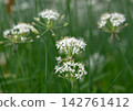 There was a large patch of Ipheion uniflorum. 142761412