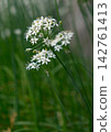 There was a large patch of Ipheion uniflorum. 142761413