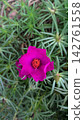 I found a bright pink portulaca while taking a walk. 142761558