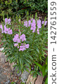 Close-up of fully bloomed Physostegia (Oryza fulva) 142761559
