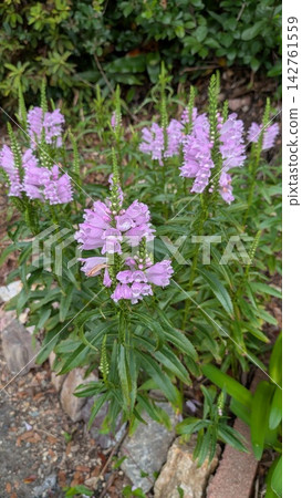 完全盛開的紫菀(Oryza fulva)的特寫 完全盛開的紫菀(Oryza fulva)的特寫 142761559
