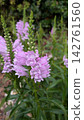 Close-up of fully bloomed Physostegia (Oryza fulva) 142761560