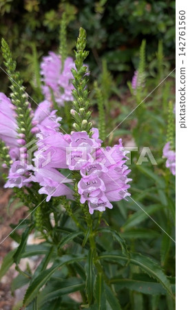 Close-up of fully bloomed Physostegia (Oryza fulva) Close-up of fully bloomed Physostegia (Oryza fulva) 142761560