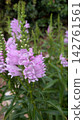 A photograph of a plant with pale purple flowers 142761561