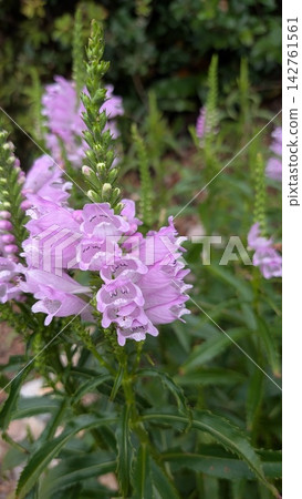 A photograph of a plant with pale purple flowers A photograph of a plant with pale purple flowers 142761561