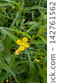 A single flower of the early autumn wildflower, *Hypochaeris radicata*. 142761562