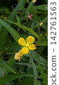 A single flower of the early autumn wildflower, *Hypochaeris radicata*. 142761563