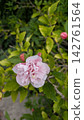 A close-up of a single beautiful hibiscus flower that blooms from early summer to autumn. [Nature/Plants] 142761564