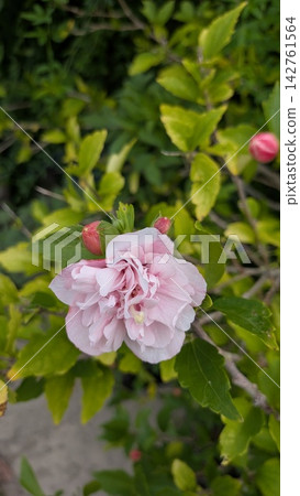 A close-up of a single beautiful hibiscus flower that blooms from early summer to autumn. [Nature/Plants] 142761564