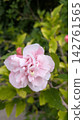 A close-up of a single beautiful hibiscus flower that blooms from early summer to autumn. [Nature/Plants] 142761565